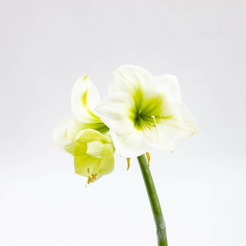 Amaryllis "White"