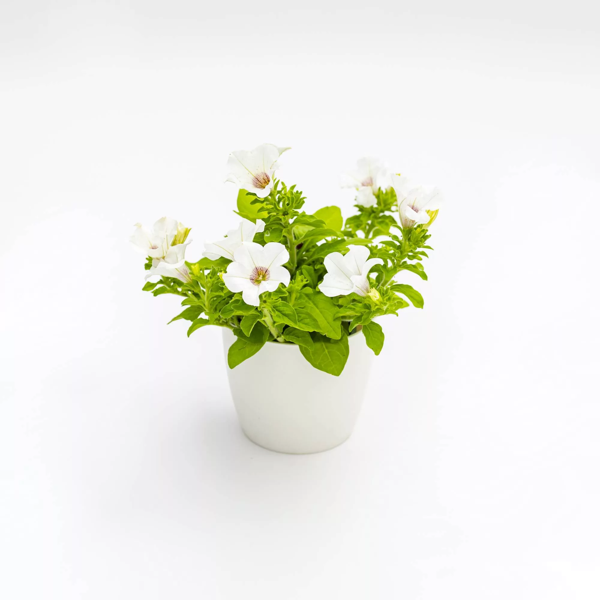 Petunia Surfinia "Trailing White"