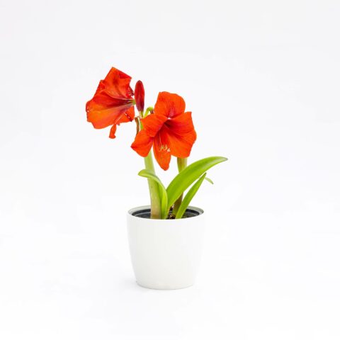Amaryllis "Red"
