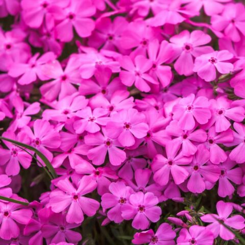 Phlox paniculata "Roberta"