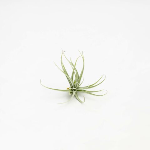 Tillandsia recurvifolia var. subsecundifolia