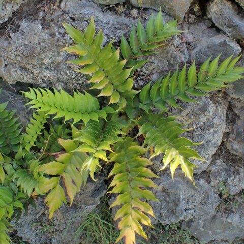 Cyrtomium falcatum