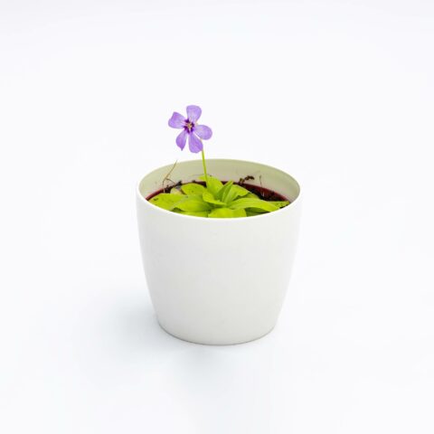 Pinguicula in variet