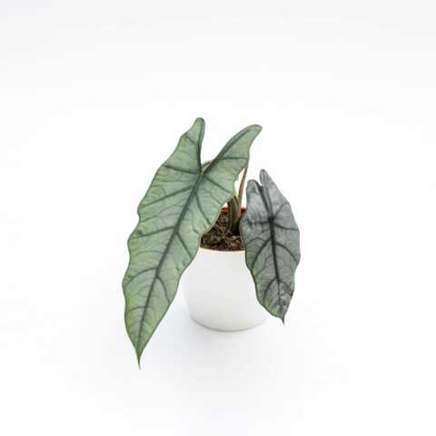 Alocasia heterophylla