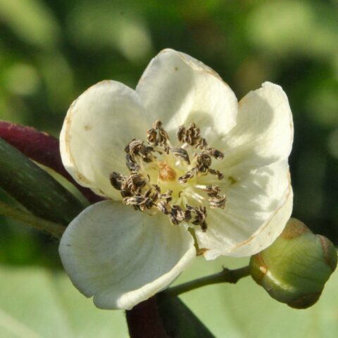 Actinidia arguta "Bayern" - maschio