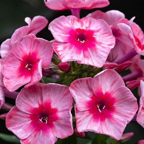 Phlox paniculata "Stars and Stripes"