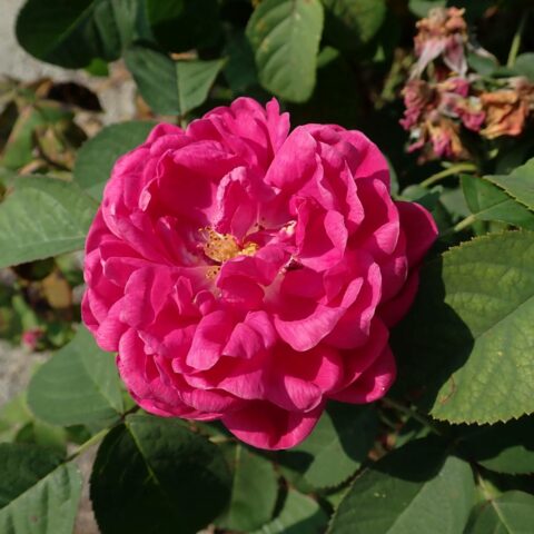 Rose de Rescht