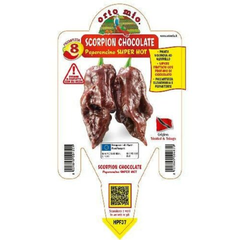 Peperoncino piccante "Scorpionchocolate"