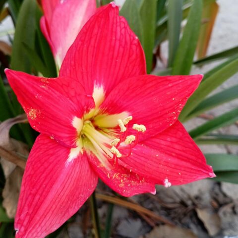 Amaryllis Red Lion - Bulbo