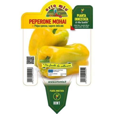 Peperone giallo "Mohay F1" innestato