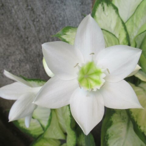 Amaryllis White - Bulbo