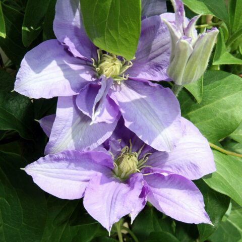 Clematis boulevard "Cezanne"