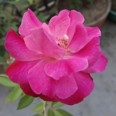 Rugosa Rubra