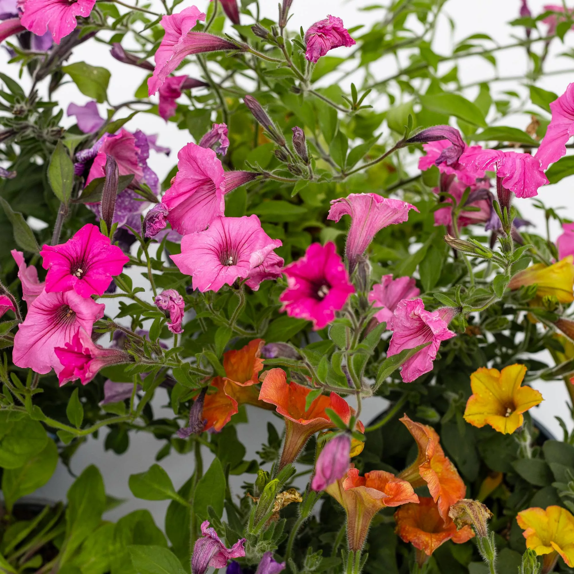 Petunia Surfinia in variet