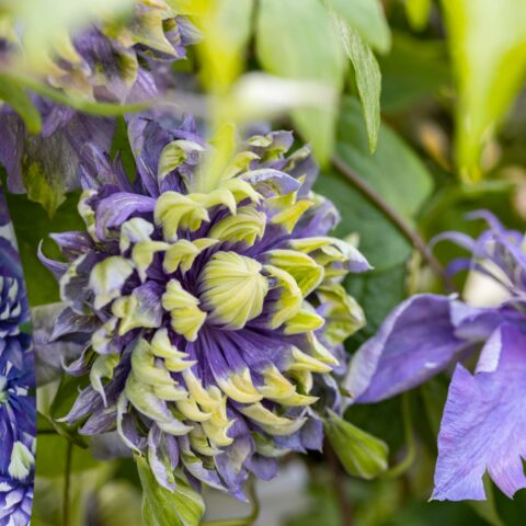 Clematis "Taiga"