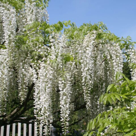 Wisteria floribunda "Longissima Alba"