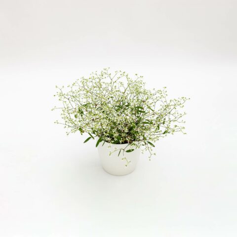 Euphorbia hypericifolia "Diamond Frost"