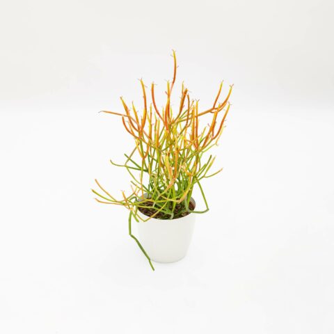 Euphorbia tirucalli "Sticks On Fire"