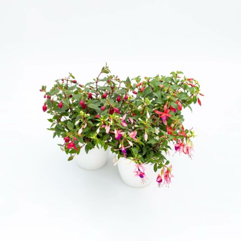 Fuchsia in variet