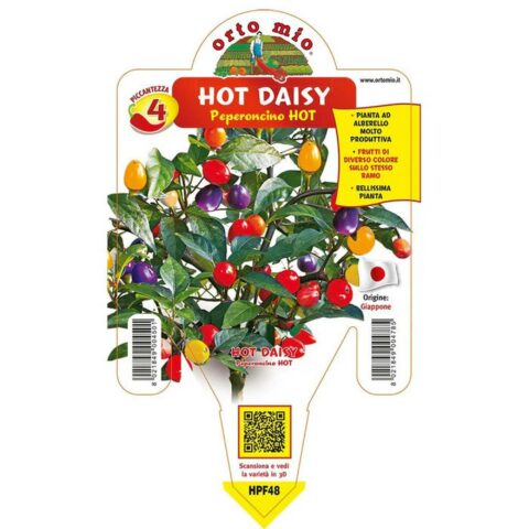 Peperoncino piccante "Daisy"