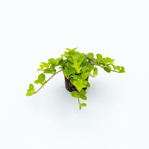 Peperomia rotundifolia Baby Plant