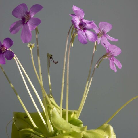 Pinguicula "Weser"