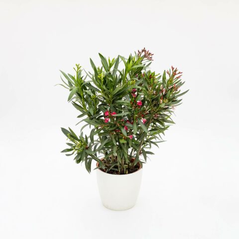 Nerium oleander "Multicolor"