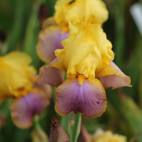Iris germanica "Sunset Sky"