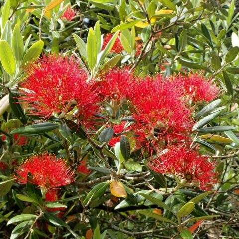 Metrosideros excelsa