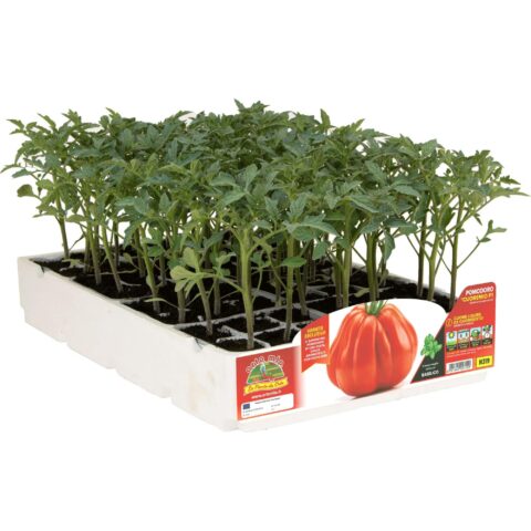 Pomodoro a cuore resistente Cuore Ligure "Cuoremio F1"