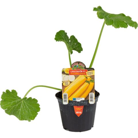 Zucchino Giallo "Lingodor F1"