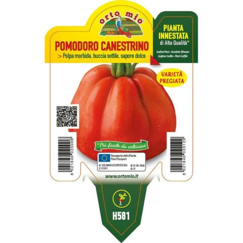Pomodoro Canestrino di Lucca "SB 022 F1" innestato