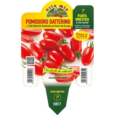 PomodoroDatterino "Lobello F1" innestato