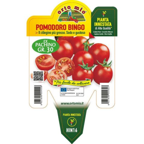 Pomodoro ciliegino Bingo "Twitter F1" innestato