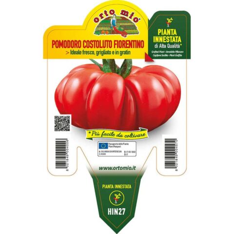 Pomodoro costoluto fiorentino F1 innestato
