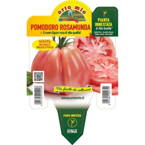 Pomodoro a Cuore Ligure rosa "Rosamunda F1" innestato