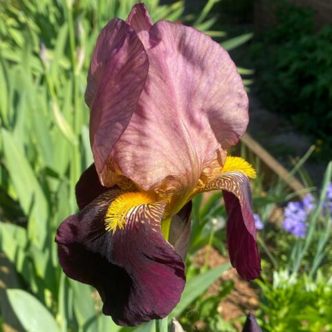 Iris germanica "Indian Chief"