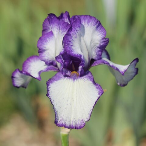 Iris germanica "Loop the Loop"