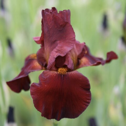 Iris germanica "Sultan's Palace"