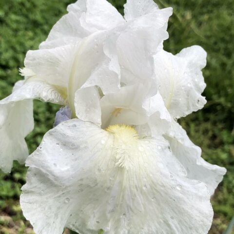 Iris germanica "Immortality"