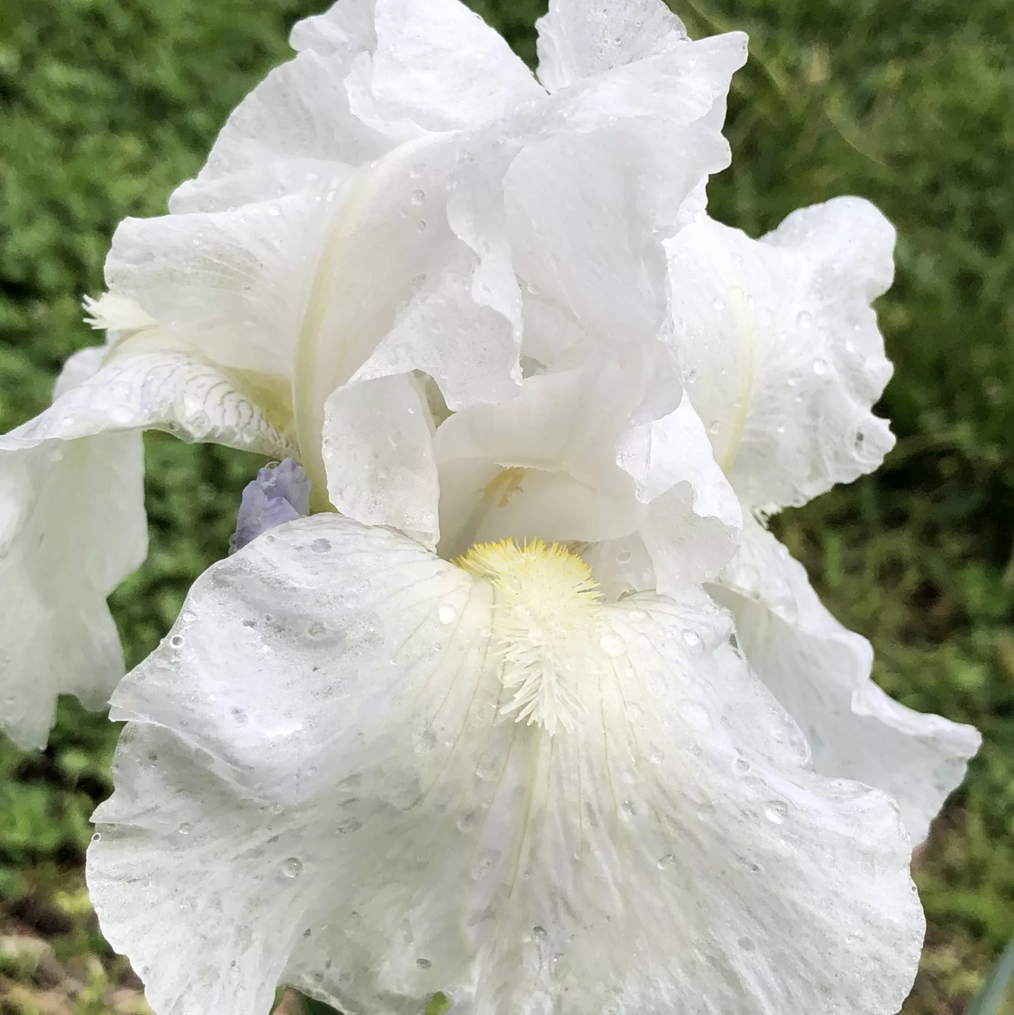 Iris germanica "Immortality"