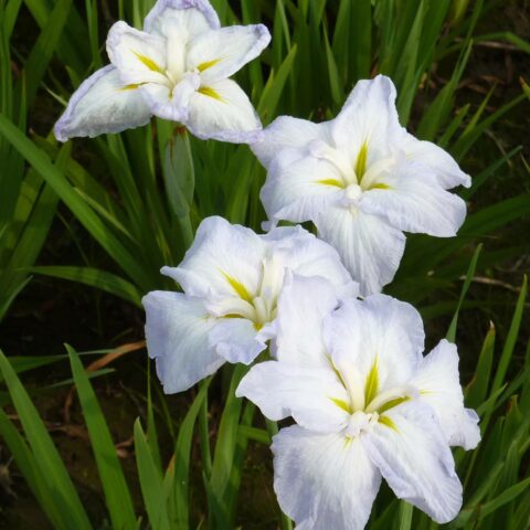 Iris kaempferi "White Ladies"