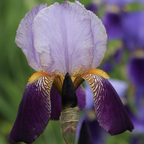 Iris germanica "Alczar"