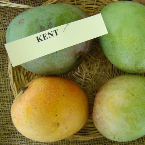 Mangifera indica "Kent"