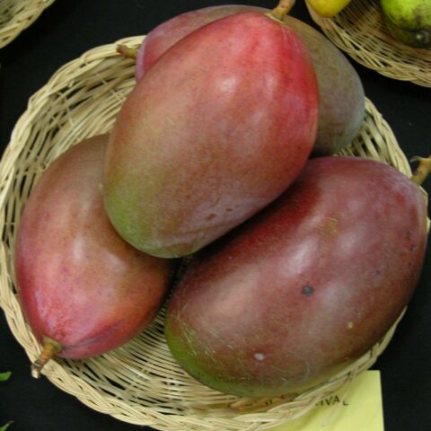 Mangifera indica "Osteen"