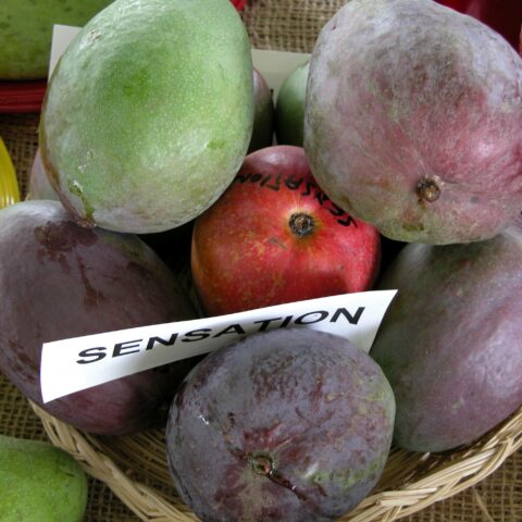 Mangifera indica "Sensation"