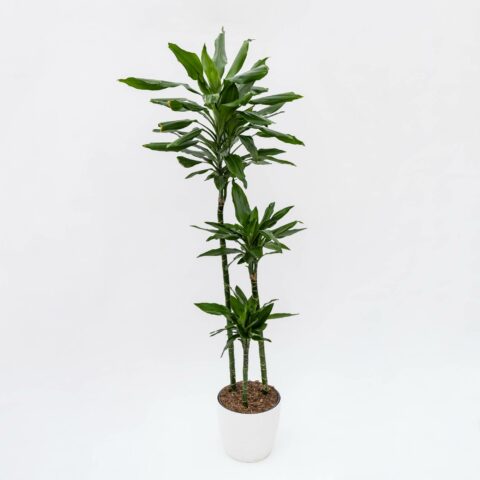 Dracaena fragrans "Janet Lind"