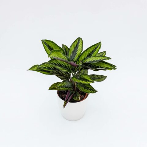 Calathea ornata "Beauty Star"