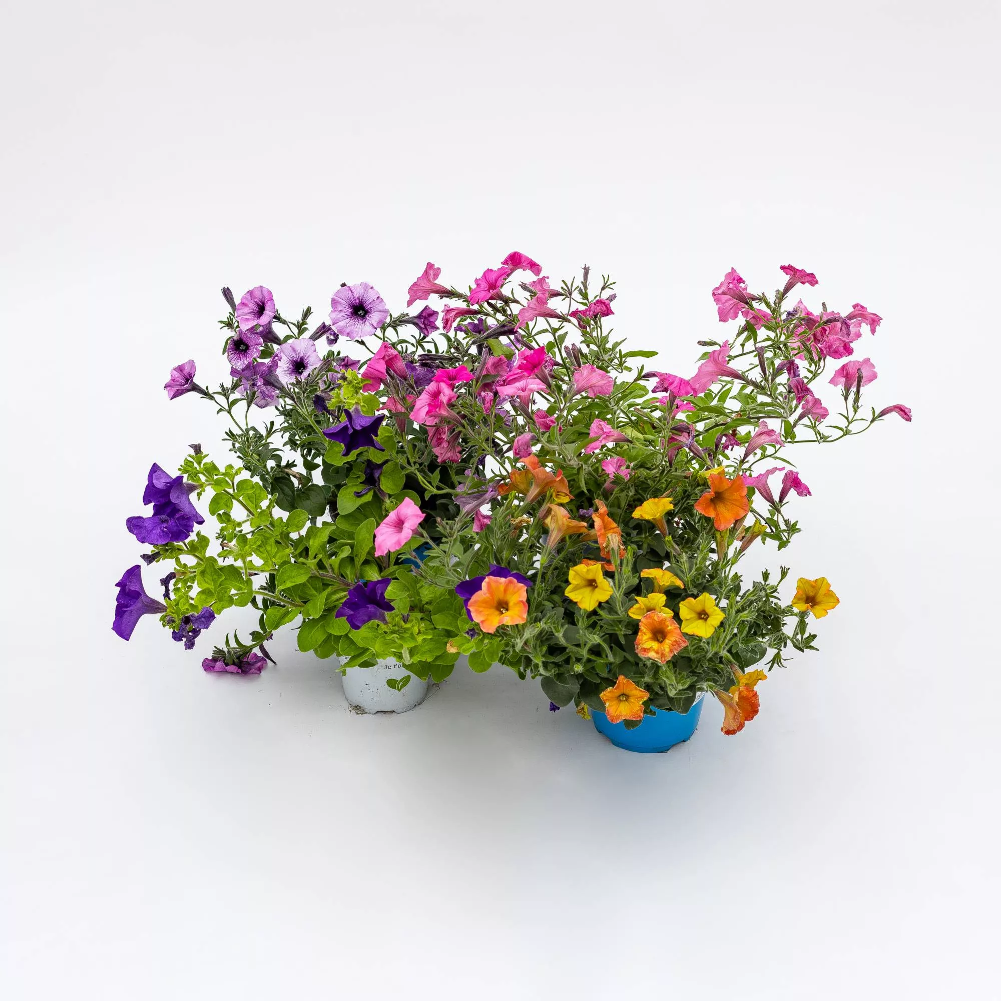 Petunia Surfinia in variet
