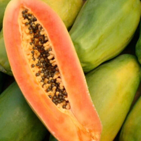 Carica papaya "Sweet Sense"